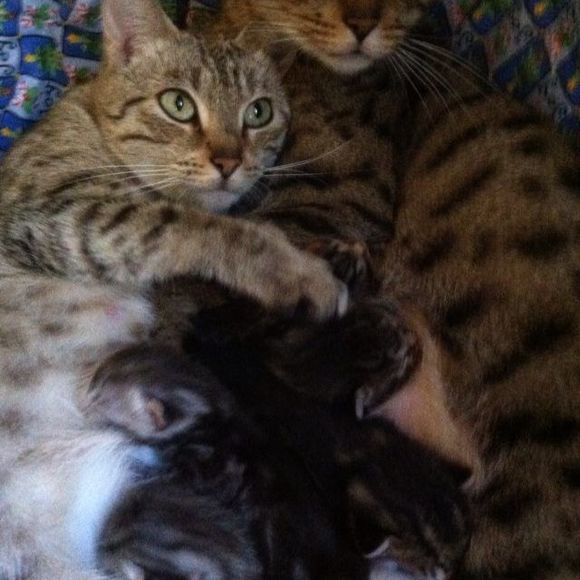 Meet your Posher, Pennswoods - Picture 1 of 1